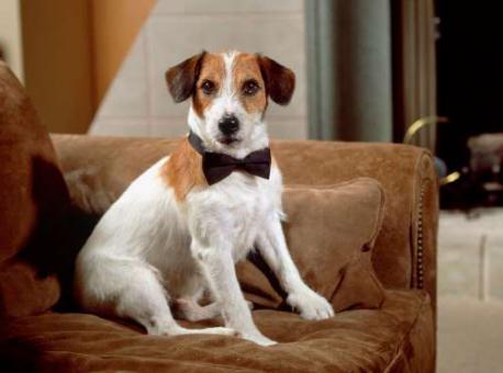 MOOSE: Moose didn't inherit his money – he made it. Better known as Eddie the dog in TV sitcom Frasier (though he shared the part with his son Enzo), the Jack Russell terrier is believed to have made around $9,000 per episode. When he died in 2006, aged 16, Moose was thought to have a net worth of more than $3 million. Do you remember Eddie the dog from the TV show Frasier?