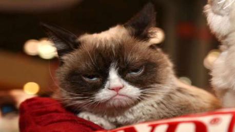 GRUMPY CAT: Grumpy Cat (real name Tardar Sauce) is a prime example of the power of the internet. Born with dwarfism, it looked as if this depressed-looking puss was set for a life of misery. But the public took to her and she currently boasts 312,000 Twitter followers, 1.1 million Instagram fans, and has 8 million likes on Facebook. Grumpy Cat is also a movie star and ambassador of iced coffee brand Grumppuccino. She's now thought to be worth up to $100 million (£68 million). Are you familiar with Grumpy Cat?