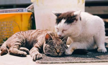 Cat Island (Tashirojima, Japan): Cats rule the roost on this curious Japanese island; most local people (presumably dog lovers) have retreated to other islands, leaving thousands of wily felines to do as they please. Cats are favored in Japanese culture, so they're well fed and fussed by visiting tourists, and there are moggy-shaped houses (yes, really) where they can hang out in style. Have you heard of Cat Island before reading this survey?