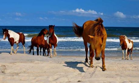 Assateague Island (Maryland, United States): It's thought that the horses of Assateague Island survived a shipwreck long ago, and they've called this windswept isle their home ever since. Whatever their origins, these friendly animals love a good frolic in the sea or a wander in the wild flower meadows. We don't blame them (if we lived on Assateague we'd spend our days doing exactly the same). Would you like to visit Assateaugue Island to see these horses?