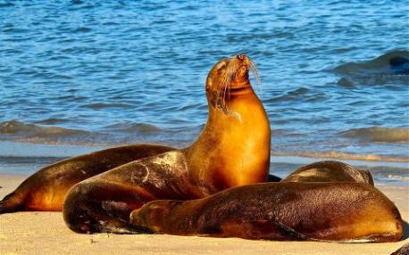 Seal Island (False Bay, South Africa): While humans bathe on the beaches of Cape Town, South Africa's cape fur seals have their very own island just a few miles away. It's a rather barren weather-whipped spot, but they love it nevertheless (although location-wise), they didn't exactly think it through: great white sharks ply the surrounding waters in the 'Ring of Death', picking off thousands of seals every year. Does it make you sad that the seals are getting killed-off by the white sharks on Seal Island?