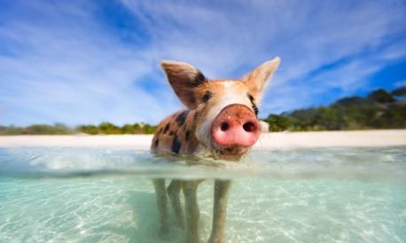 Pig Island (Big Major Cay, Bahamas): Oh, the Bahamas. Full of sugary white beaches, sapphire waters, glorious sunshine and swimming pigs. Take a boat trip to the Exuma region of the Bahamas to encounter the porkiest sunbathers you ever did see (they call this slice of paradise home). Swim, snorkel and soak up the sun with them, but watch your picnic: they'll snaffle your sandwiches in the blink of an eye. Would you like to swim with the pigs on Pig Island?