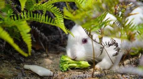 Rabbit Island (Ōkunoshima, Japan): You'd be hopping mad not to visit Ōkunoshima, where you'll find an idyllic forested enclave where rabbits run wild and free. They're a friendly bunch, popular with visitors who flock here to tickle their chops. Cats and dogs are banned on the island, leaving the critters free to strut their stuff. Fill your pockets with carrots to be guaranteed a warm welcome. Do you agree that cats and dogs should be banned from Rabbit Island?