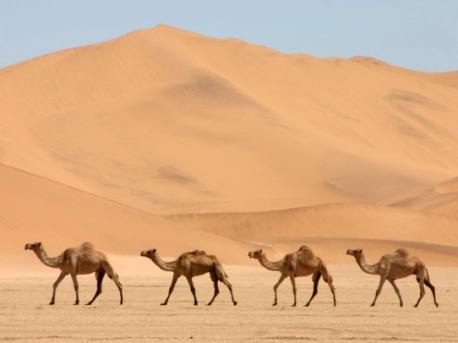 The animal or insect list can consist of more than one group name. Example: Camels can be called a Caravan, Flock or Train. Did you know there can be more than one group name for certain animals or insects?