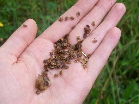 Here are a few wildflower facts. Which facts are you familiar with?