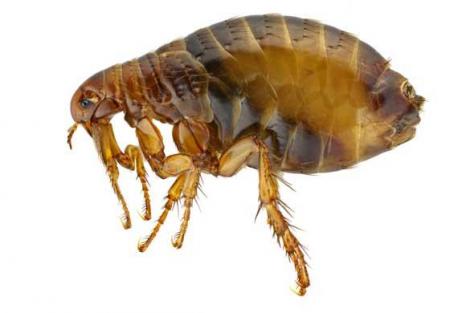 There are six common fleas that can affect dogs and cats (pictured: human flea). Are you familiar with the 6 types of common fleas?