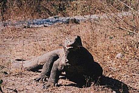 Komodo Island, Indonesia (image of a Komodo dragon): On Komodo Island no one can hear you scream, at least the Komodo dragons can't. Their ears can't pick up high-pitched frequencies like a human howling in pain, but their tongues can smell you, even if you are hiding a couple of miles away. The largest lizards in the world, these cannibalistic, scavenging, predatory monsters would do well in a B-grade horror movie. Not only are they big and scary-looking, they're also just plain gross. The largest recorded Komodo was 10.3 feet (3.13 m) long and weighed 366 pounds (166 kg). Komodo dragons eat carrion, but they also hunt, attacking everything from smaller lizards to rodents to water buffalo. To kill, the Komodos will knock an animal off its feet and tear it to pieces. If the Komodo's large, serrated teeth don't do the trick, the venom and deadly bacteria in a Komodo's saliva will kill any animal that escapes within a few days, and the dragons can then feast on the carcass. The lizards are efficient eaters, polishing off bones, hide, hooves, even intestines to clean out the feces of their victims, they vigorously swing the innards around. Since Komodo dragons are cannibalistic, juveniles often roll in fecal matter. The smell keeps the bigger adults from turning the little ones into breakfast. Have you seen a Komodo dragon in a wildlife sanctuary or zoo in the area where you live?