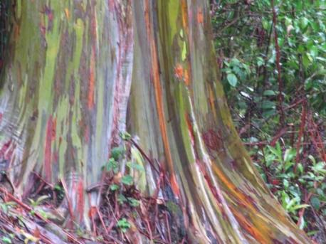 Rainbow Eucalyptus: Hailing from the Philippines and Indonesia, the rainbow eucalyptus, also known as the rainbow gum, is probably the most colorful tree on Earth. Its striped look is caused by bark turning colors and peeling away as it ages. The youngest bark is bright green because it contains chlorophyll (usually found in leaves), then turns first purple then red then brown as it gets older, loses chlorophyll, and picks up tannins (also found in wine). In an ironic twist, huge amounts of rainbow eucalyptus wood pulp is turned into white paper every year. Would you like to see the rainbow eucalyptus tree in the Philippines or Indonesia?
