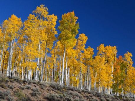 Clonal Tree Groves: That looks like a forest, right? All those trees you could walk between? Wrong. It's all one tree. Underneath the soil, a dense network of roots connects all the shoots that look like 47,000 trees from above. Called the quaking aspen for its fluttery leaves, it usually grows into groves of identical clones, although it can reproduce sexually on special occasions. This grove, nicknamed Pando, is one of the oldest and largest organisms in the world, although the original stem is long dead by now. Does this surprise you that the clonal is just one individual tree?