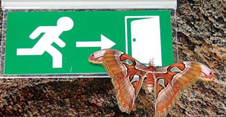 The Atlas moth, known as the world's largest butterfly, which makes its home in the Kelebekler (butterflies) valley in the Central Anatolian province of Konya, has been amazing visitors who come to marvel at the impressive creature. Is this the first time you are seeing the Atlas moth?