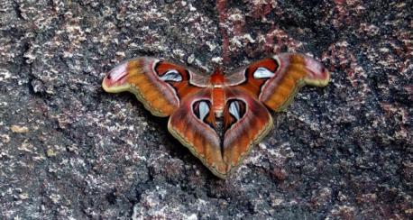 Facts about the World's largest butterfly. What facts are you familiar with about the World's largest butterfly/moth?