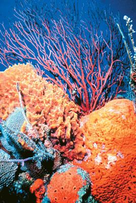 What facts are you familiar with about coral calcium?