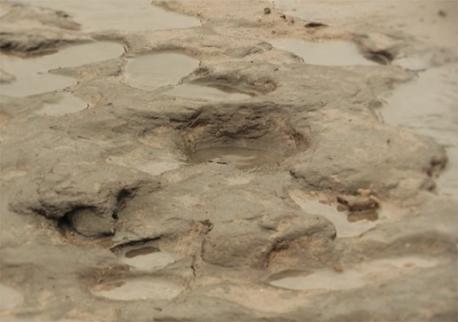 THE OLDEST HUMAN FOOTPRINTS OUTSIDE OF AFRICA: In 2013, strong storms and erosion at Happisburgh, England cleared away sand and revealed curious depressions in mud. Archaeologists determined that they were human footprints (the oldest ever found outside of Africa). These people who made the footprints belonged to a different species of Homo than our own, and they lived between 1 million and 0.78 million years ago. Do you think the oldest human footprints is an interesting discovery?