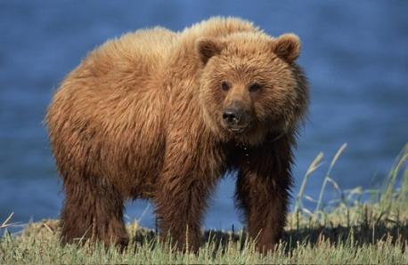 How to Survive a Grizzly Attack: what facts are you familiar with?