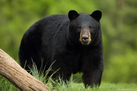 How to Survive a Black Bear Attack: what facts are you familiar with?
