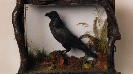 Charles Dickens's Pet Helped Another Writer Find Fame: Charles Dickens's books are usually somber stories of struggling orphans or failed revolutionaries, but he was actually a pretty wacky guy. His most sitcom-like antic was having a talking raven sidekick. His raven, Grip, would entertain Dickens's family with inspirational lines like 