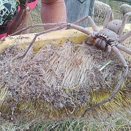Photos of a giant huntsman spider that was rescued in Queensland, Australia, last year are going viral, and people can't believe their eyes. 