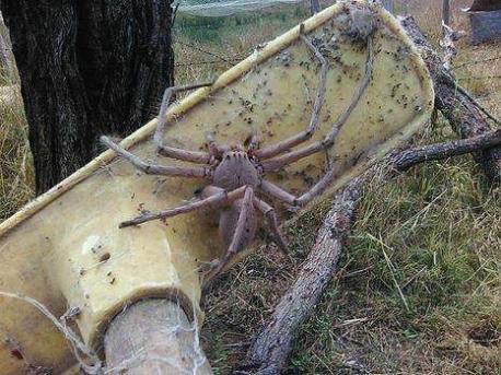 If you are familiar with this news story, what facts do you know about the huntsman spider?