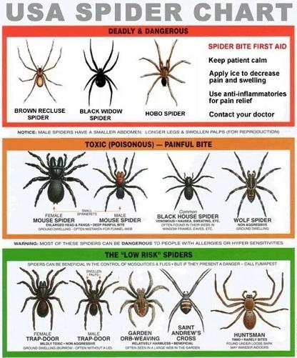 Which large spider(s) have you seen?