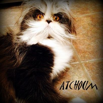 The internet has a brand-new animal to crush on, but there's just one problem; nobody can quite identify what the animal is. The furry fella's name is Atchoum, and he has everyone questioning what kind of animal he is. At first glance does this animal look like a dog or cat to you?