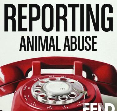 How to Report Abuse: What facts are you aware of to report animal abuse?