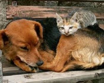 Which animal do you think is more abused, dogs or cats?