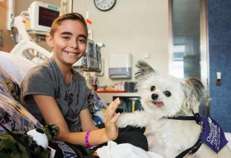 Tiniest Therapy Dog: At only 3 lbs, Norbert has tons of love to give. The social media star (@norbertthedog) has more then 1 million followers across all platforms, but spends his free time as a therapy dog at Children's Hospital Los Angeles. Do you follow Norbert on any of his website platforms?