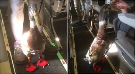Best Travel Buddy: Daniel the duck got people quacking when he boarded a Milwaukee-to-Charlotte, N.C., flight with his owner, Carla Fitzgerald. The bird is a certified emotional support animal that helps Fitzgerald, who is battling PTSD, stay calm during stressful situations. Do you have a family member or friend that is suffering from PTSD that has to use a therapy animal?