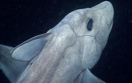 American scientists surveying the depths of the ocean off the coast of California and Hawaii have unwittingly filmed the mysterious ghost shark for the first time. The team from the Monterey Bay Aquarium Research Center had sent a remote operated vehicle down to depths of 2,000 meters (6,700 ft.) when the creature appeared on their screens. Are you familiar with this story?