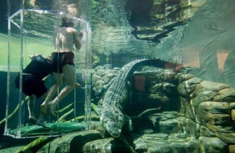 Swim alongside crocodiles in Australia: Get up close and personal with one of the deadliest creatures on Earth at the Crocosaurus Cove in Darwin, nicknamed the