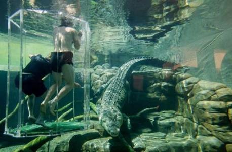 Swim alongside crocodiles in Australia: Get up close and personal with one of the deadliest creatures on Earth at the Crocosaurus Cove in Darwin, nicknamed the 