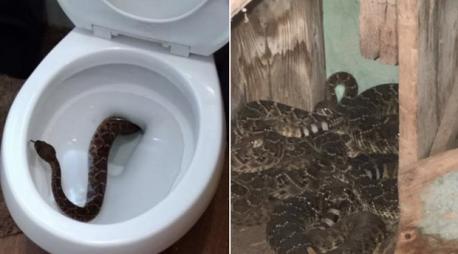 For the past 20 years, Nathan Hawkins has been working with snakes in the small Texas town of Buffalo Gap. So when Hawkins (the owner of Big Country Snake Removal) received a frantic call from a family in Abilene, Texas, about a rattlesnake peeking its head out of a toilet he thought it was 