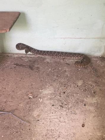 Hawkins was surprised to find a dead snake upon his arrival, but he removed it from the toilet bowl and asked the family if he could do a quick house inspection to give them peace of mind. 