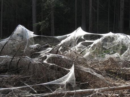 If you are arachnophobic, you may want to stop now. Because you might not want to read about an amazing, unbelievable spider web (probably). In order to make the news, a spider web would have to be absolutely spectacular and this one is. A spider web found in a park just outside of Dallas (U.S.), is said to be about a quarter mile long and goes up into the trees at least 40 feet. Apparently this incredible web is a communal nest. It is made up of many different types of spiders and their individual webs. The spiders collaborated in a joint effort to create a massive web that is attracting all kinds of yummy (to the spider) insects like mosquitoes, gnats, ect. They have draped their webs over tree branches like shrouds. Thousands of spiders can be seen in the webs, spinning and eating and doing all the things spiders do. The spiders are not poisonous, so there is no danger to humans, in fact they are doing quite a public service if they are eating the mosquitoes that would otherwise be feeding on human blood. Go spiders! Are you familiar with this story?