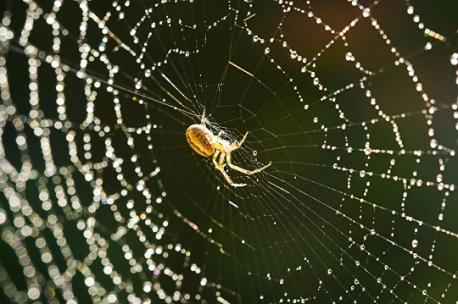 How spiders make their webs, what facts are you familiar with?