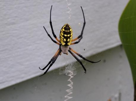 One of the most striking webs is woven by the Writing Spider. While a spider web might be nearly invisible in some light, the writing spider's silk is pure white and they weave and