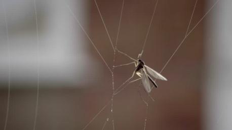 Spiders are an essential part of the Eco-system and need to be left alone to do their thing (as in catching and eating mosquitoes and other insects). Next time you see a web, stop and look at it closely, at the intricate weaving work and see the beauty in it. If you like spiders it will reinforce your admiration. If you don't like spiders it might make you look at them differently. Do you agree that spiders are a essential part of the Eco-system?