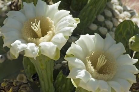 What flower, fruit and nest facts are you familiar with?
