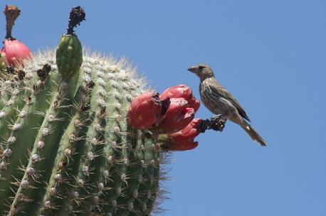 Laws: Harming a saguaro in any manner, including cactus plugging, is illegal by state law in Arizona, and when houses or highways are built, special permits must be obtained to move or destroy any saguaro affected. Exceptions to this general understanding exist; for example, a private landowner whose property is 10 acres (4.0 ha) or less, where the initial construction has already occurred, may remove a saguaro from the property. This is common when the cactus falls over in a storm, its location interferes with a house addition, or it becomes a potential hazard to humans. If you are familiar with the saguaro cacti, have you ever heard of these laws?