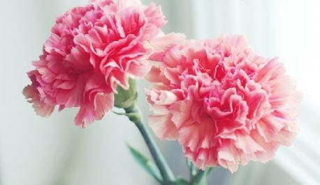 Interesting Mother's Day Facts