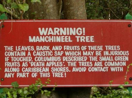 The toxicity of the manchineel tree, what toxin facts are you familiar with?