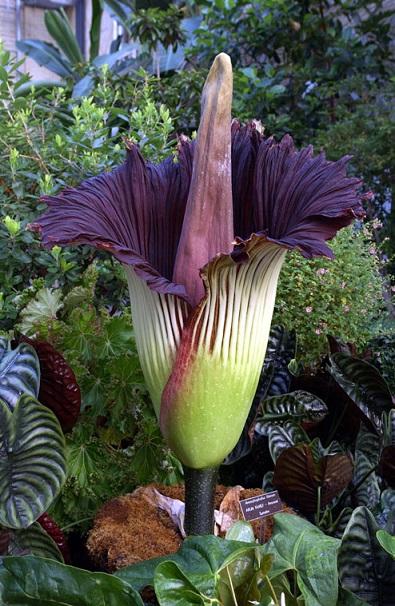 Titan Arum: The titan arum of corpse flower is the worst smelling flower in the world. The flower produces strong, horrible smell of decaying meat. The name 'corpse flower' derived from its strong, unpleasant smell. It is a very rare flower, bloom only for two, three days and reappear only after years. Corpse flower is also the largest unbranched inflorescence in the world. One corpse flowers can be 3 meters in height. The corpse flower has a large bract and a long spike inside it. The intense, unpleasant smell of the flower comes from its spike. The bract of corpse flower has two different colors – deep green on outside and dark red on inside. The large corpse flowers bloom in just a couple of hours. The foul smell of the flower last for 12 hours. The intense smell of the plant also attracts pollinators like carrion flies. Have you ever heard of the Titan Arum flower that is located in the rain-forests of Sumatra, Indonesia, and Malaysian Borneo in Sabah and Sarawak?