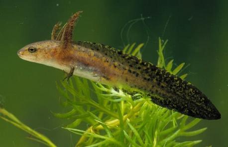 #2 - Which baby animal is this?