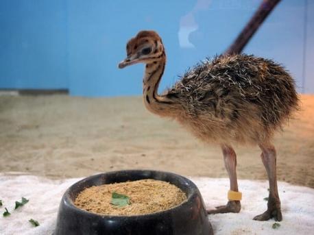 #3 - Which baby bird is this?