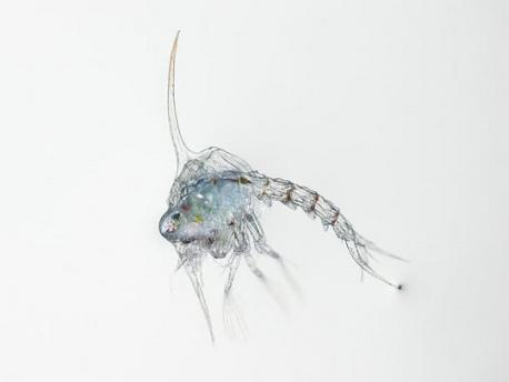 #6 - Which baby crustacean is this?