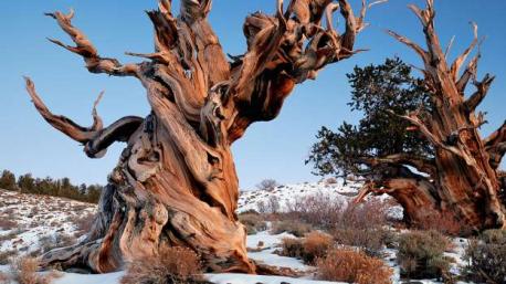 Part Two (pictured - oldest tree): What things are you familiar with?