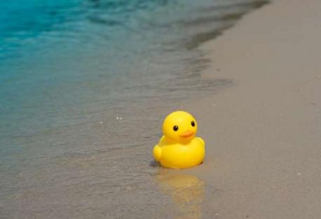 A rubber duck accident helped researchers understand ocean currents: We're used to any kind of 'spills' in the ocean having disastrous effects, but this one proved to be something of a happy accident. In 1992, a crate of bath toys on its way from China to the United States broke, spilling thousands of rubber ducks and other floating toys into the Pacific. Oceanographers seized the opportunity to learn more about the movements of the ocean. Perfectly named oceanographer Curtis Ebbesmeyer headed up the research efforts, asking beachgoers all over the world to report sightings of the duckies and their floating friends. The ducks traveled far and wide, ending up everywhere from Europe to Alaska to Hawaii and continuing to be spotted well into the 2000s. The fleet of toys became affectionately known as 'the Friendly Floatees.' Have you ever heard of the rubber duck news story from 1992?