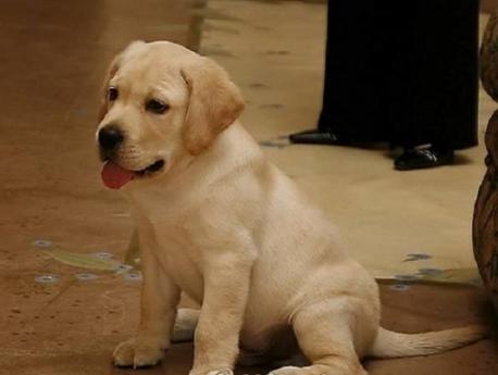 #2 - Sir Lancelot Encore: Sir Lancelot Encore is a labrador that cost $155,000. The price came up to this due to the procedure from which he came to be. He is a clone of another labrador named Sir Lancelot who unfortunately was diagnosed and died of cancer. The family that owned him loved him so much that they had him cloned. Do you know of someone that has had their pet cloned?