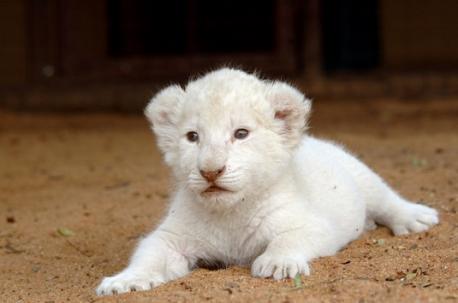 #3 - White Lion Cubs: Apparently, wild & dangerous animals are allowed to be kept as pets in some countries. White Lions are a rare breed of lions that are so coveted by wild pet lovers. Its cubs currently has a price tag of $138,000. Do you think it should be illegal to own a white lion cub as a pet?