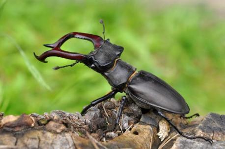 #4 - Rare Stag Beetle: A rare stag beetle was sold by a Japanese breeder for $89,000. Hence, making it one of the most expensive pets as well as the most expensive insect that was sold. Is this the first time you are reading about the rare stage beetle that was sold for $89,000?